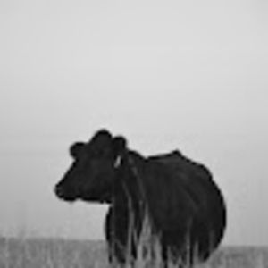 Meet your Posher, Noah